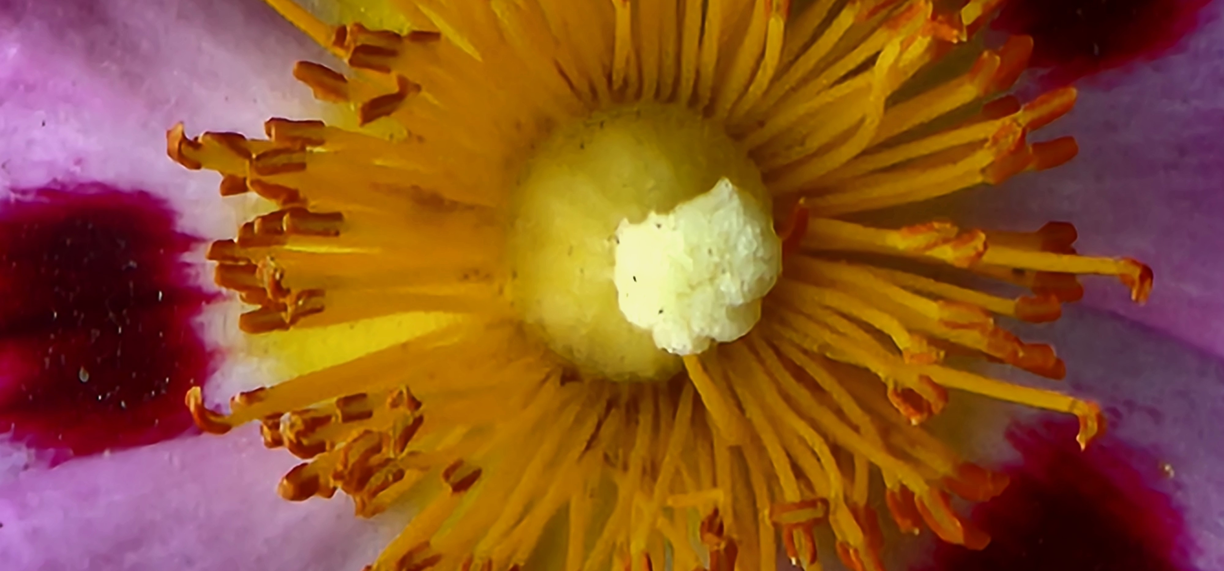 Bloom at my house 02
